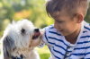 Giochi da fare al parco con il tuo cane